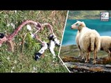 Mysterious Sheep Disappearances In Southern Norway