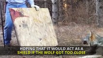 Čovjek je pronašao usamljenog vuka u šumi – pogledao mu je šapu a zatim je napravio odluku koja mu je spasila život