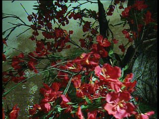 Bây Giờ Còn Nhớ Hay Không - Diệp Thanh Thanh