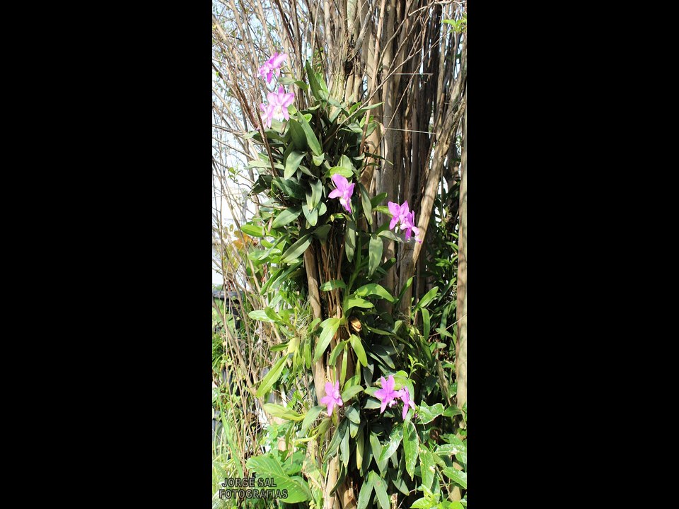 ORQUÍDEA CATTLEYA WALKERIANA - JORGE SAL - FOTOGRAFIAS