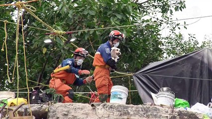 Dog rescued from ruins of Mexico City building