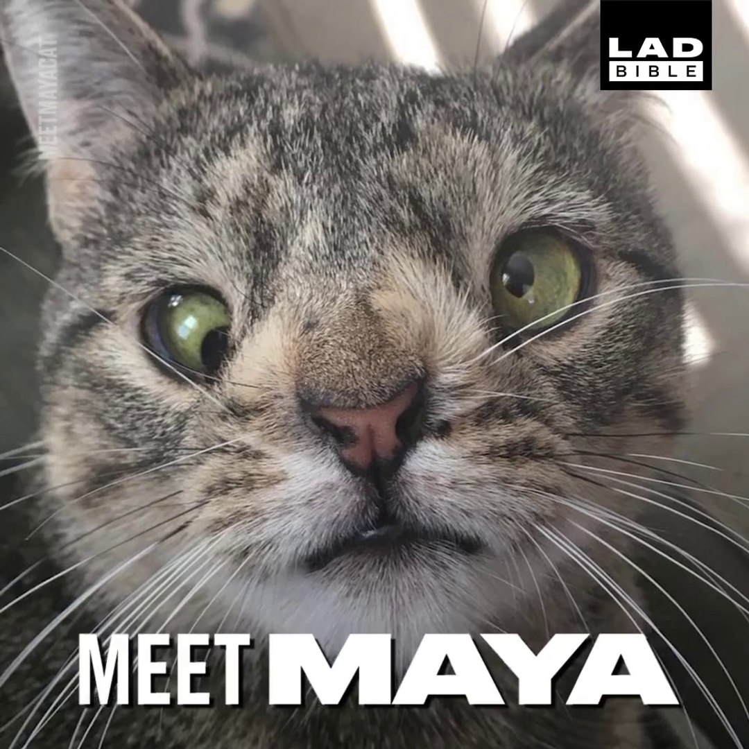 Telecharges Chat Trisomique Chat Trisomique Adoption