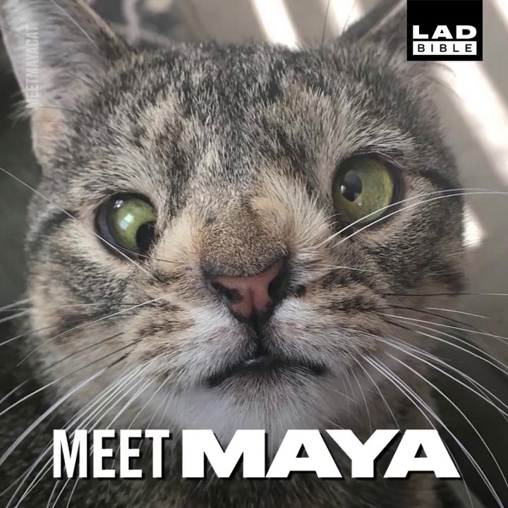 Ce Chat A Ete Abandonne Car Ses Maitres Le Trouvaient Moche Video Dailymotion