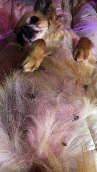 07-09-17 Léto belly J56 a