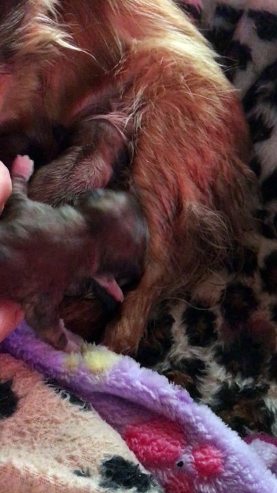 13-09-17 birth babys Léto x Roméo