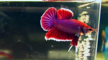 The International Betta Competition - magnificent fighting fish on show