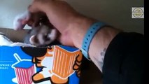 فيديو لطيف لأنثى حيوان ferret وتعرف ايضاً باسم حيوان ابن عرس تسحب يد رجل بأسنانها لكي يشاهد صغارها