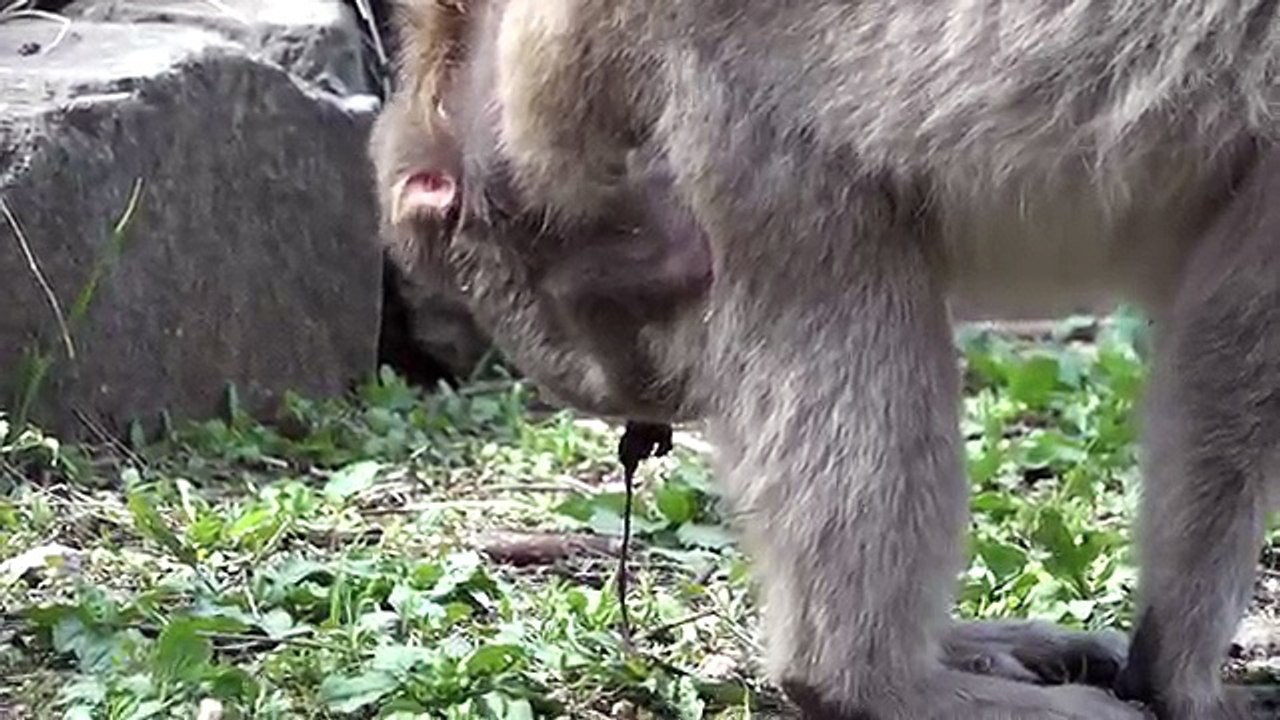【SNOW MONKEY】ニホンザル / 地獄谷野猿公苑 ☆Cute Baby Birth☆ 2 / Placenta and Umbilical cord