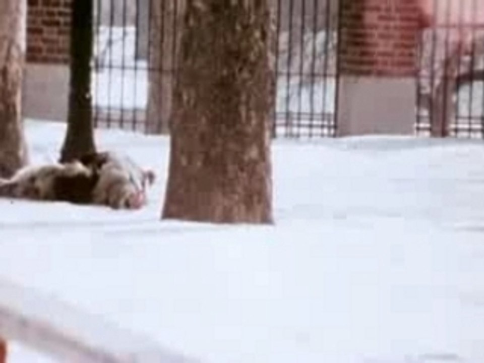 The Italian Stallion Trailer
