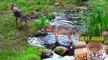 Forest Animals for Kids - Children Learn Temperate Forest Animal Sounds & Animals of the Forest