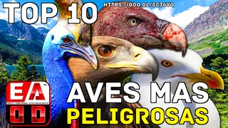 TOP 10 AVES MAS PELIGROSAS DEL MUNDO - EADD CHANNEL