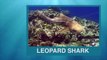 Sharks - Sea Animals for Children | Learn Sharks Sea Animals Names and Sounds