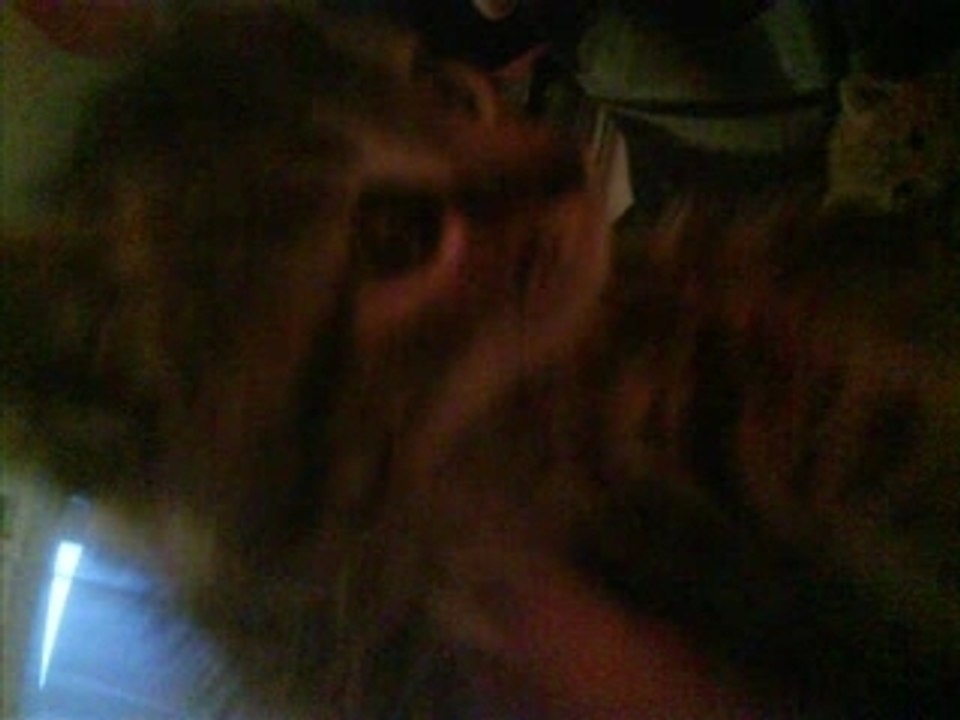Nos chatons