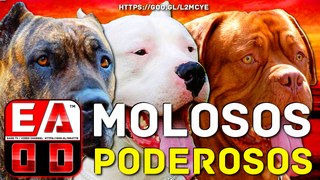 TOP 10 PERROS MOLOSOS MAS PODEROSOS DEL MUNDO