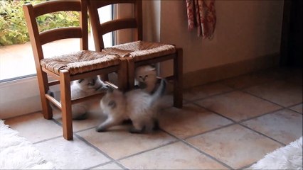 Les chatons le 23 septembre 2017