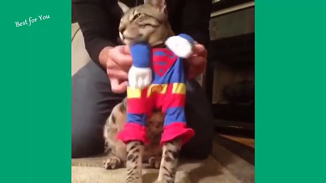 Funny Cats Vine Compilation September 2015