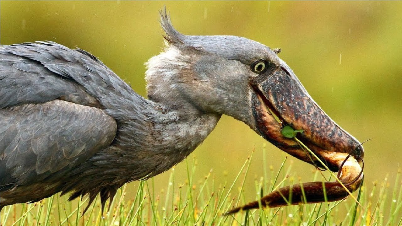 5 AVES MAS PELIGROSAS y LETALES DEL MUNDO