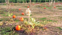 These Adorable Pumpkin Toadlets Can't Hear Their Own Mating Calls