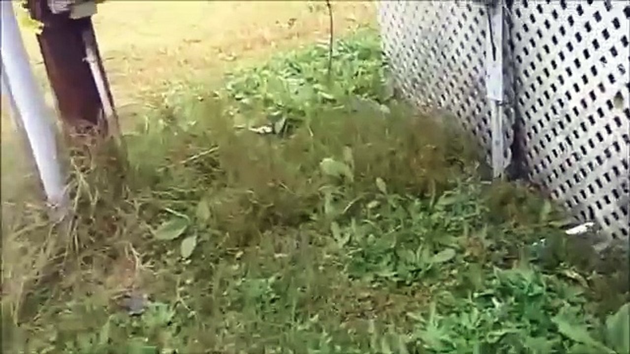 Real Life incidents - The Rake sightings - Vídeo Dailymotion