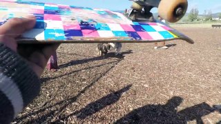 Husky Drama Over Female, Rottweiler Mounts Husky, German Shepherd Skateboard!!