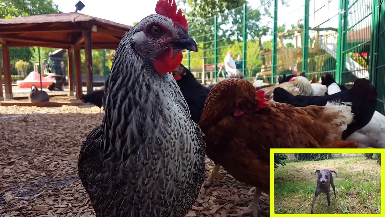 Farm Animals Names and Sounds for Kids to Learn | Learning Farm Animal Names and Sounds for Children