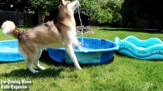 HUSKY POOL PARTY | Huskies Beat the Heat