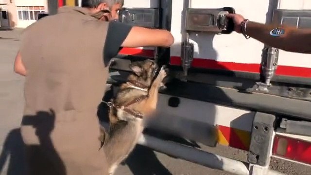 Saman Yüklü Tırdan 290 Kilogram Esrar Çıktı