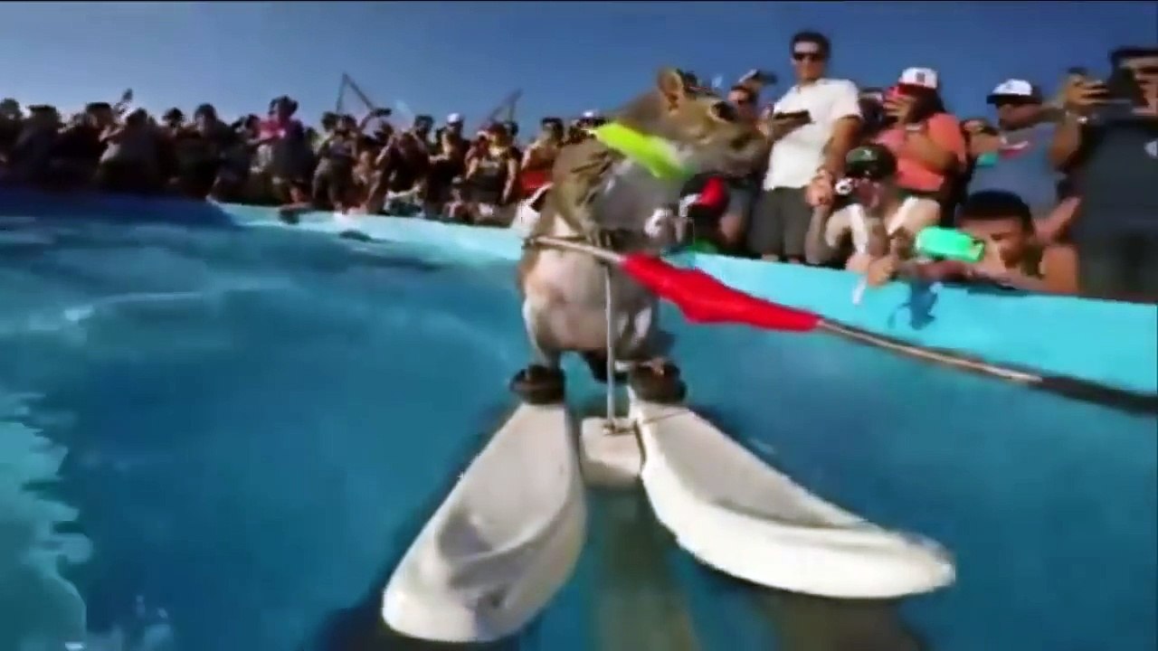 Самое смешное видео №14 Смешно до слез