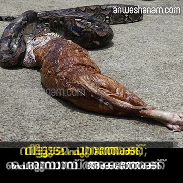 Disgusting moment enormous snake regurgitates ginger PET CAT