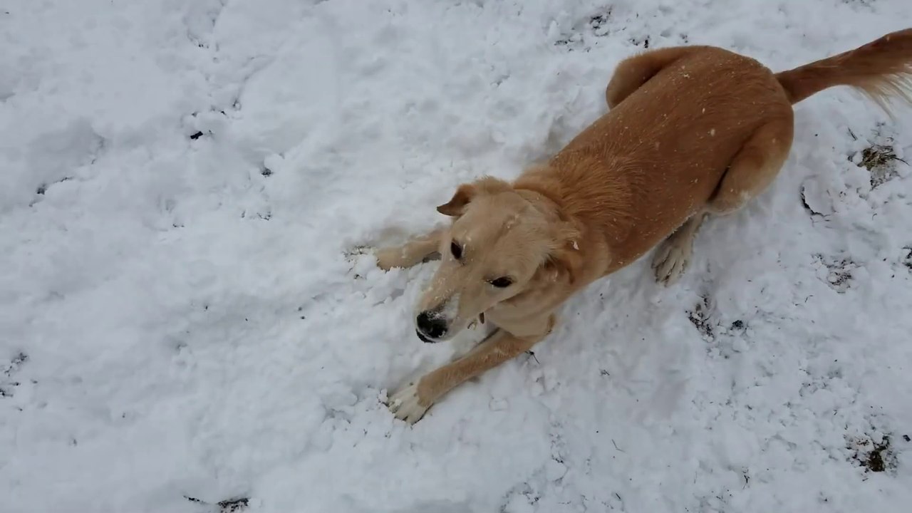 Ce chien adorable découvre pour la première fois la neige