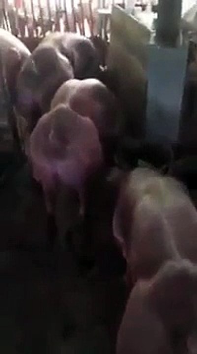 Des cochons génétiquement modifiés ultra-musclés (WTF)