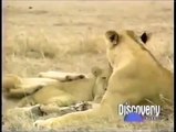 Crater Lions Of Ngorongoro African Animals [Nature/Wildlife Documentary]