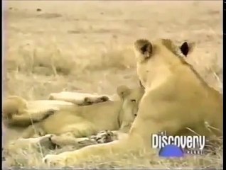Crater Lions Of Ngorongoro African Animals [Nature/Wildlife Documentary]
