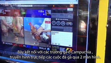 Truyền hình trực tiếp từ trường gà Campuchia để đánh bạc