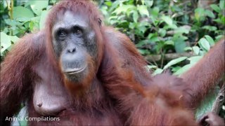 Baby Orangutan Being Cute & Funny - Animal Compilations