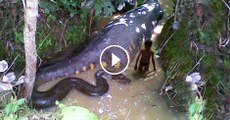 Encuentran Anaconda Gigante De Mas De 9m De Largo- Videos Sorprendentes