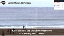 Killer Whales, the unlikely competitors in Norway surf contest