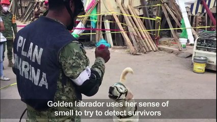 Frida, the four-legged heroine of Mexico's quake rescues