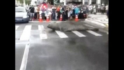Elephant Seal Waddles Onto Busy Brazil Street Crossing