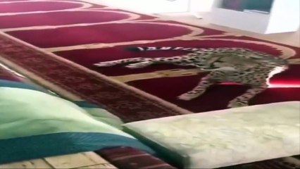 نمر بري يسجد في مسجد ببريدة وكأنه يصلي