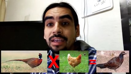 Híbridos de Aves que No Conocías