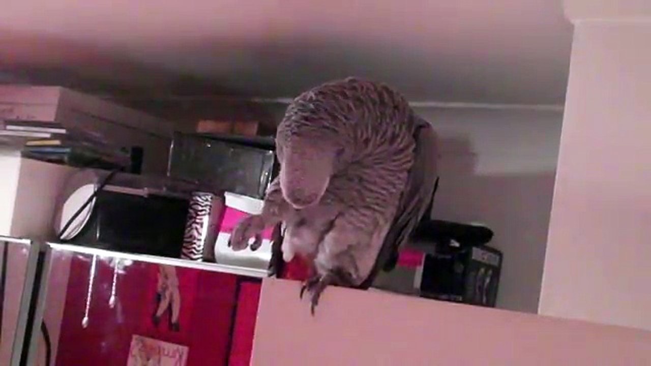 Amazing African Grey Parrot Talking, Spelling, Counting Saying all his favourite quotes!