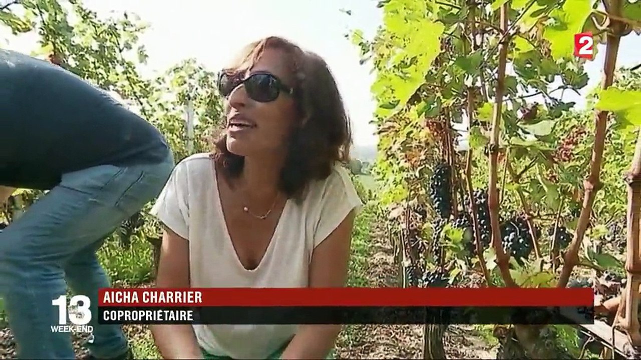 Gironde : le Château Réaut invite ses copropriétaires à venir faire les vendanges
