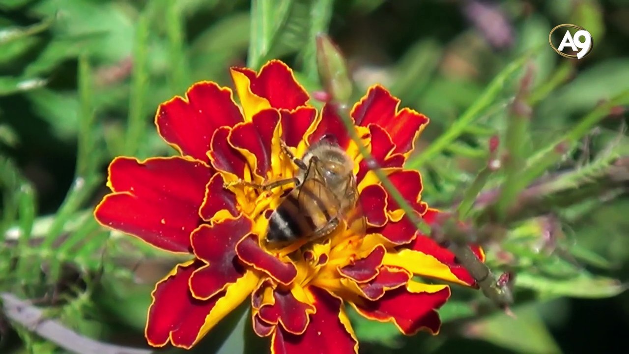 Çocuklar İçin Yaratılış Gerçeği - 1