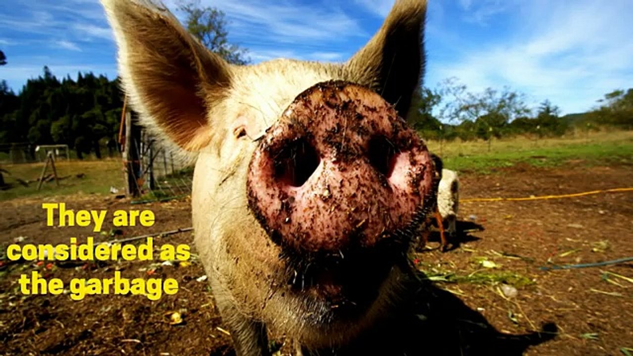 5 reasons why pork is bad for your health | You wont believe this