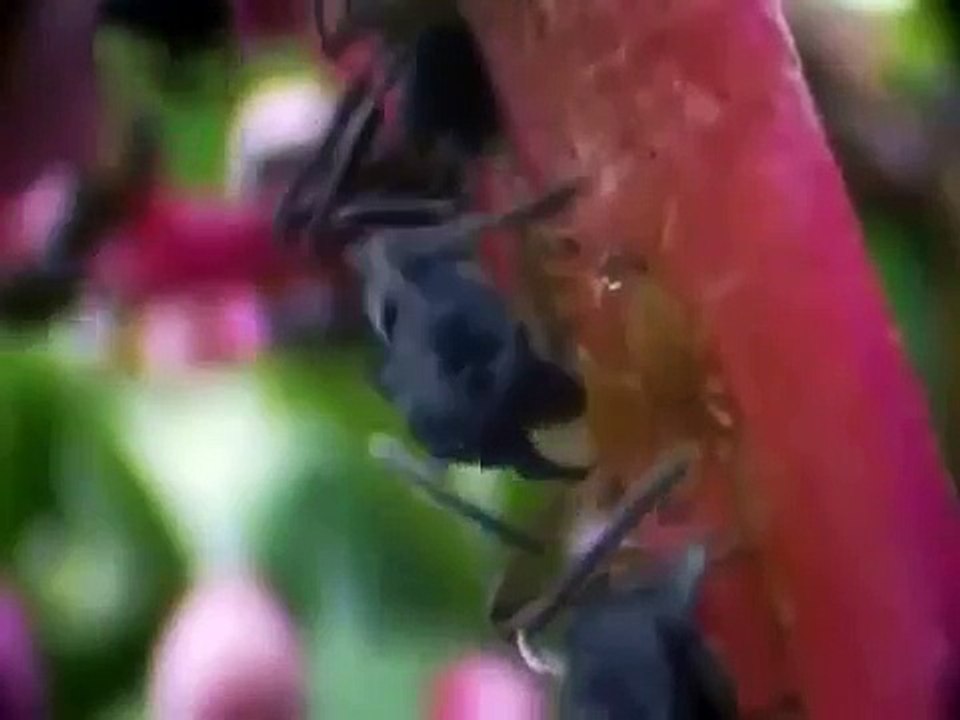Ants Documentary Channel Documentary on ANTS Natures Power Nature
