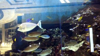 reef aquariums in optimum mall ankara