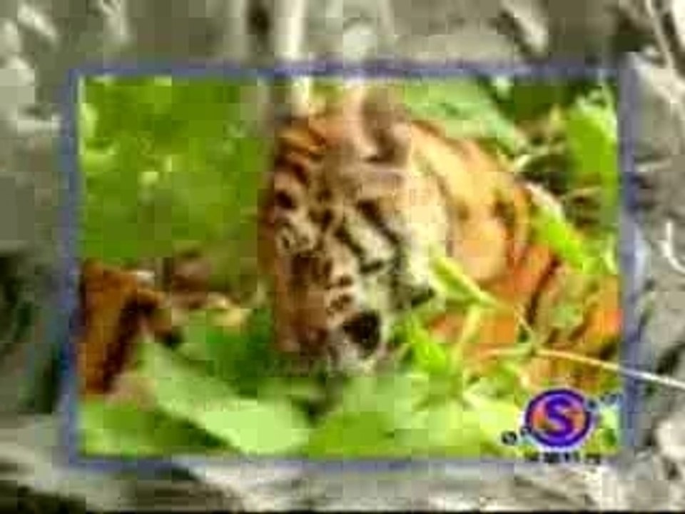 رخم جداً