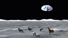 chicken on the moon