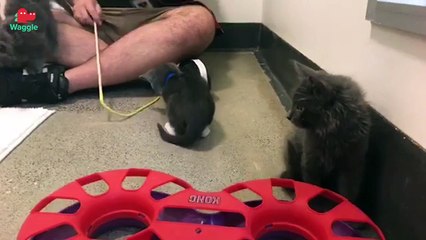 Adopt the Storm Kittens! // Adoptable Featurette